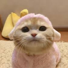 عاطف ملک avatar